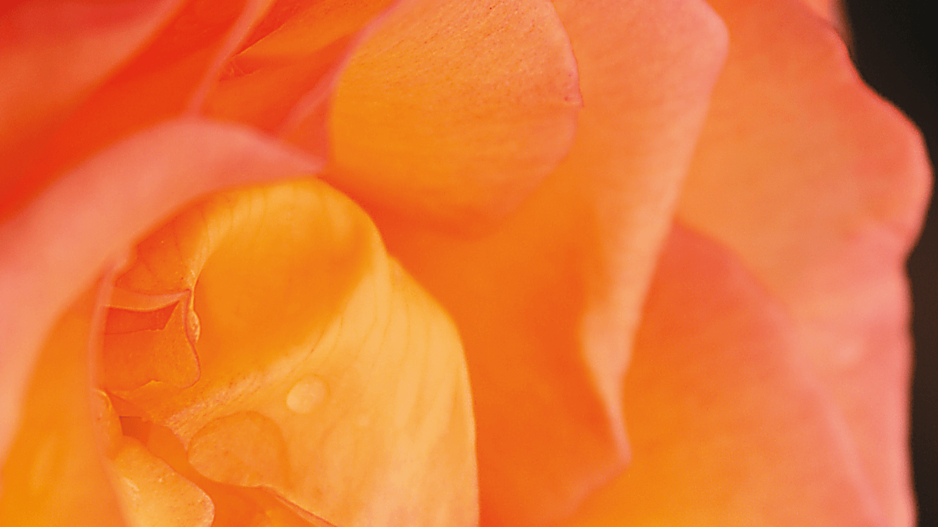 Gelb-rote Rose im Detail vor schwarzem Hintergrund