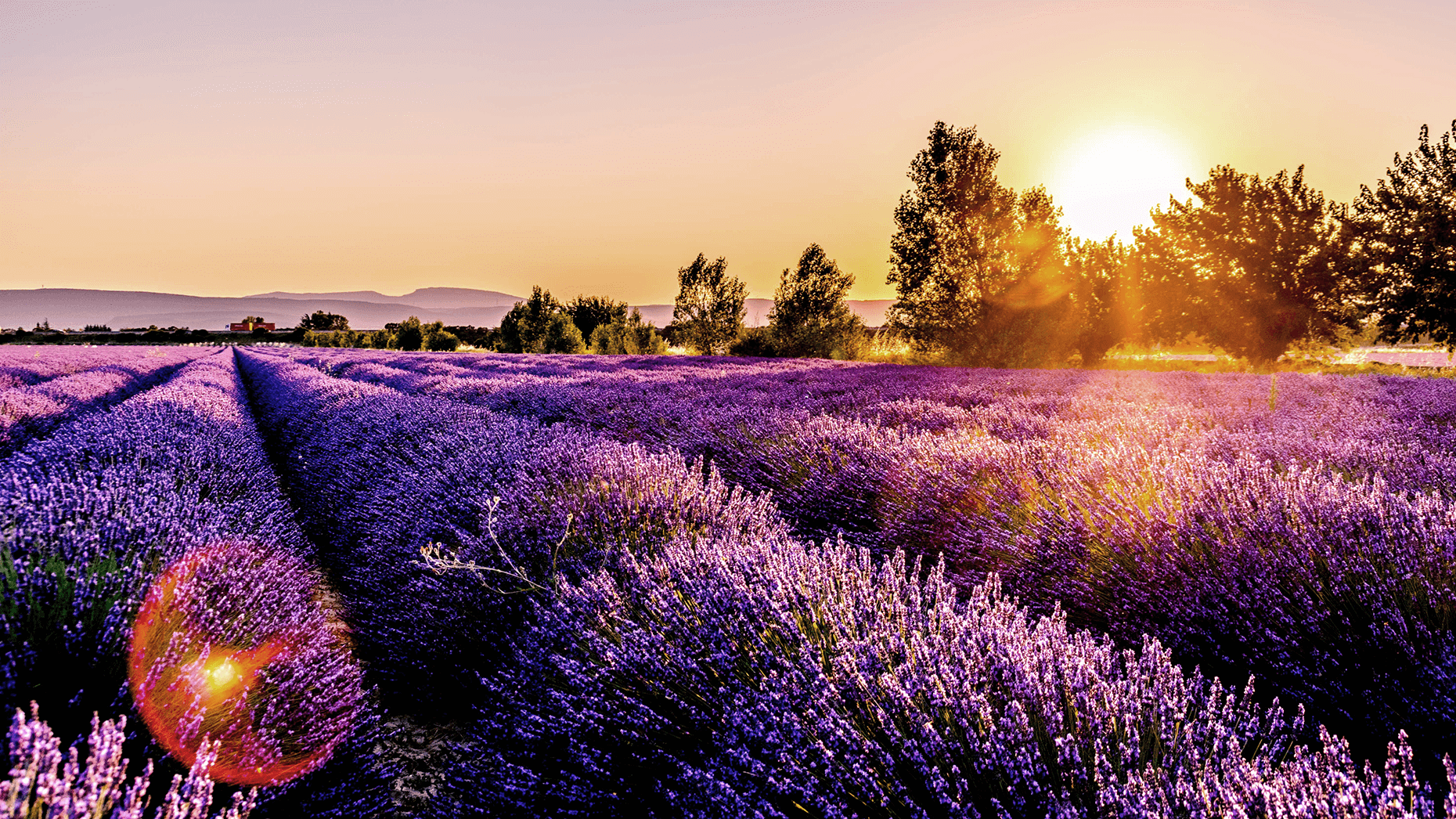 Sonnenuntergang hinter Lavendelfeld