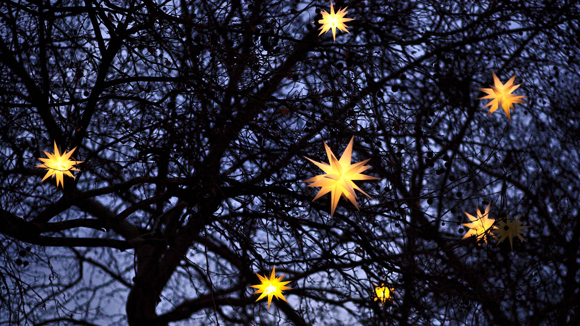 Weihnachtsstern-Lampen in dunklen Baumwipfeln